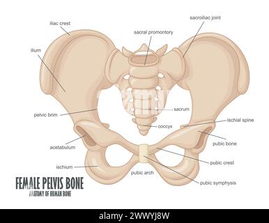 Anatomie des weiblichen Beckenknochens, Vektor-Illustration Stock Vektor