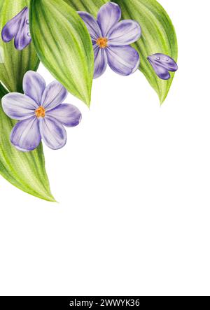 Aquarellpostkarte, Rahmen, Vorlage mit Blumenstrauß von violett blühenden Krokusblüten und Blättern isoliert auf Hintergrund. Botanische Frühjahrs- und osterbotanik Stockfoto