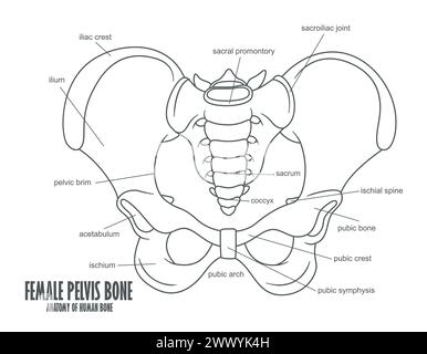 Anatomie Des Weiblichen Beckenknochens, Vektor-Illustration Stock Vektor