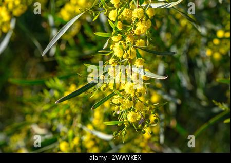 Schöne hellgelbe, haarige Mimosa-Blüten aus nächster Nähe. Blühender Mimosabaum in Frühfrühlingswellen am Wind. Sonniger Frühlingstag 3 Stockfoto