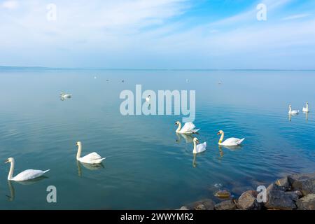 Viele Schwäne auf dem Balaton Ungarn blaues Wasser und Himmel. Stockfoto