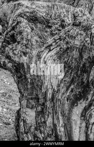 Faulenden Baum Hintergrund Textur und close-up Stockfoto