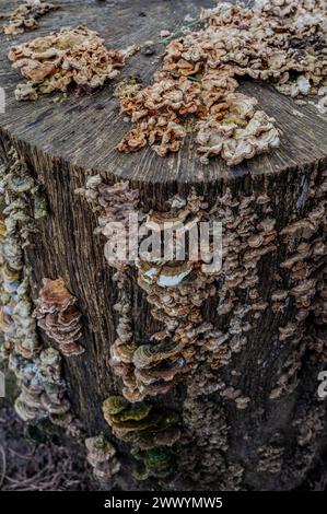 Nahaufnahme von weißem Schimmel, Pilz, der auf Baumrinde wächst. Kleine Wildpilze auf verrottendem Baumstamm. Stockfoto