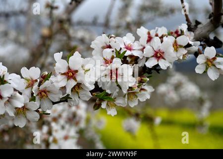 Blüten am Mandelzweig (Prunus amygdalus) oder alternativ (Prunus dulcis) Stockfoto