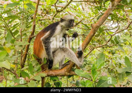 Sansibar-Roter Colobus-Affe, der auf einem Baum sitzt und im Wald, seinem natürlichen Lebensraum, ruht. Süßer wilder Affe mit dunklem Gesicht. Sansibar Island, Tansania. Stockfoto