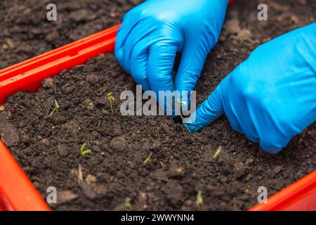 Nahaufnahme von weiblichen Händen in blauen Gummihandschuhen, die Tomatensämlinge in eine Box mit Erde Pflanzen. Stockfoto