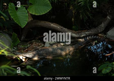 Gavial (lateinisch Gavialis gangeticus), Gavial. Krokodil, Familie Gavialidae. Krokodil mit einem ungewöhnlich engen und langen Mund, ernährt sich von Fischen. Stockfoto