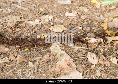 Blick von oben auf Termitenpfade am Boden im afrikanischen Wald. Viele kleine Insekten laufen nacheinander am Boden entlang Stockfoto