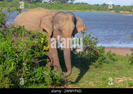 Indische Elefanten in natürlicher Umgebung. Spaziergänge am Ufer eines Teichs an einem sonnigen Tag Stockfoto