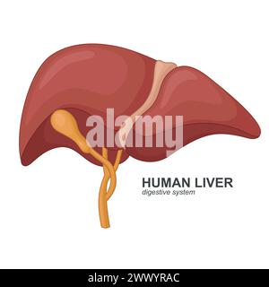 Menschliche Leber Cartoon, Vektor-Illustration Stock Vektor