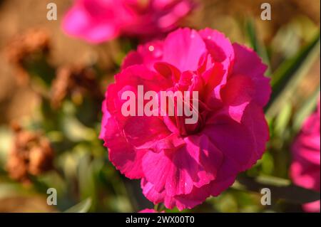 Dianthus caryophyllus „Supertrouper Oscar“ ist eine Nelke mit rosa Blüten Stockfoto