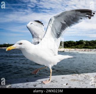 Möwen am Pier Kołobrzeg - Polen - Ostsee Stockfoto