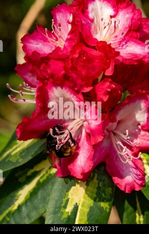 Natürliches Nahaufnahme blühendes Pflanzenporträt des Rhododendrons „Präsident Roosevelt“. Verführerisch, Erstaunlich, Atemberaubend, Fesselnd, Blendend Stockfoto