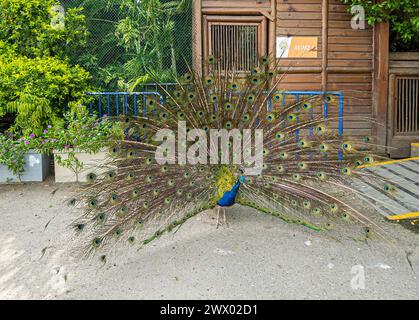 Cartagena, Kolumbien - 25. Juli 2023: Männlicher Pfau zeigt stolz eine offene Geschichte, Nahaufnahme Stockfoto