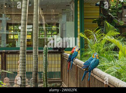 Cartagena, Kolumbien - 25. Juli 2023: Bunte Papageien und weibliche Pfauen im Kreuzfahrtterminal Garten Stockfoto