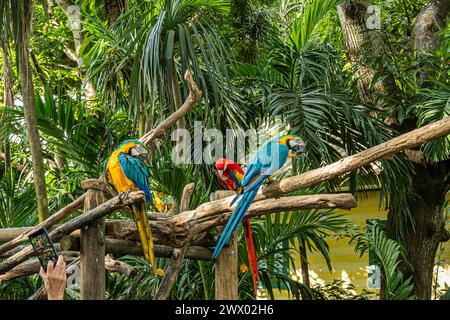 Cartagena, Kolumbien - 25. Juli 2023: Bunte Papageien sitzen im Garten des Kreuzfahrtterminals im Baum Stockfoto