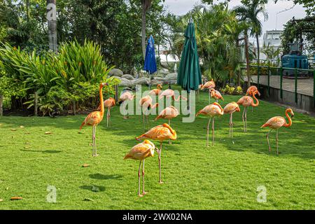 Cartagena, Kolumbien - 25. Juli 2023: Rosa Flamingos im Garten des Kreuzfahrtterminals Stockfoto