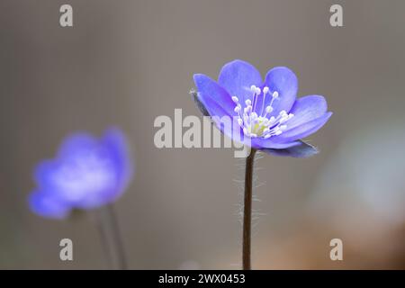 Detail der hepatica Nobilis Blume, eine der ersten, die im Frühjahr blüht; diese wunderschönen Pflanzen wachsen in wilden Waldgebieten Stockfoto