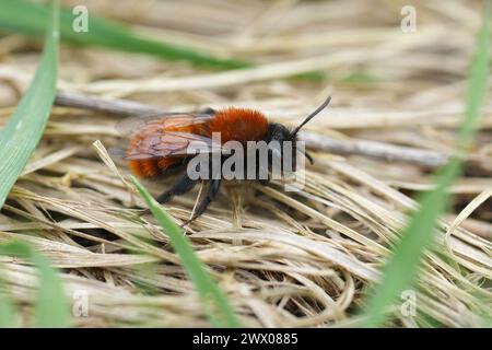 Natürliche Nahaufnahme einer bunten, flauschigen weiblichen Tawny-Bergbaubiene, Andrena fulva, die auf dem Boden sitzt Stockfoto