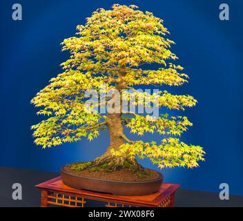 Fachmännisch gepflegter reifer Acer Palmatum, japanischer Ahornbonsai-Baum auf der Chelsea Flower Show. Stockfoto