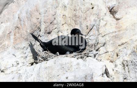 Ein Kapkormoran, Phalacrocorax capensis, steht auf seinem Nest. Der schwarze Vogel sitzt still. In Südafrika. Stockfoto