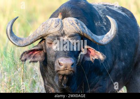 Ein cape Buffalo Syncerus Caffer mit Rotschnabeloxspecht Buphagus erythrorhynchus am Ohr in Südafrika mit einem Rotschnabeloxspecht und massiver Hor Stockfoto