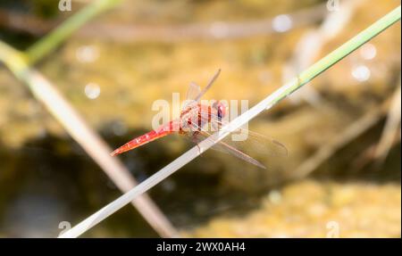Eine breite, scharlachrote Crocothemis erythraea Libelle in Südafrika sitzt in ihrem natürlichen Lebensraum auf einem Stock. Stockfoto