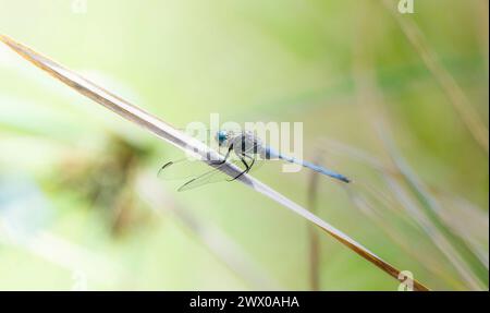 Ein auffälliger Skimmer Orthetrum-Stiel-Libelle in Südafrikablau, der zart auf einem Stock thront. Das leuchtende Blau der Insekten steht im Kontrast zum grünen bac Stockfoto