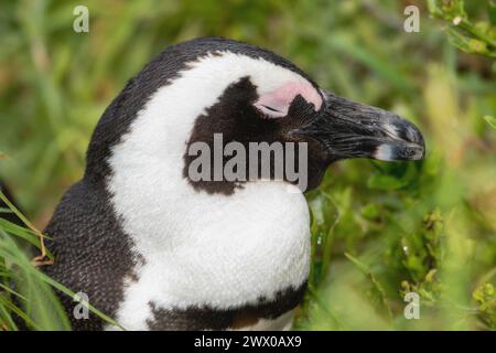 Ein afrikanischer Pinguin, Spheniscus demersus, liegt im grünen Gras und schaut sich um seine Umgebung. In Südafrika. Stockfoto