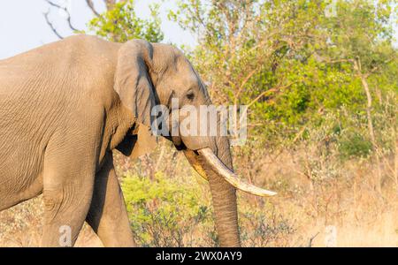Ein afrikanischer Elefant Loxodonta africana in Südafrika läuft durch ein trockenes Grasfeld. Die Elefanten sind riesig groß und der markante Stamm sind Abschlussball Stockfoto