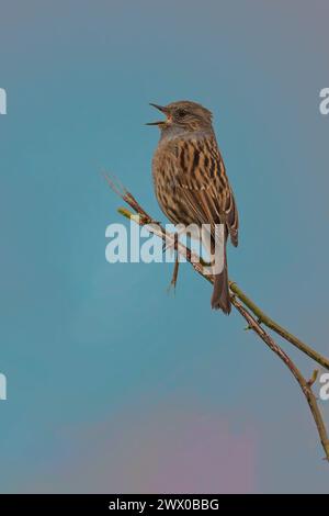 Ein singender Erwachsener Dunnock oder Hedge Sparrow Prunella modularis hockt hoch in Zweigen, die singen, North Norfolk, Großbritannien Stockfoto