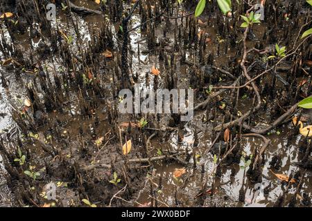 Pneumatophore oder Atemwurzeln von Mangrovenbäumen, Queensland, Australien Stockfoto