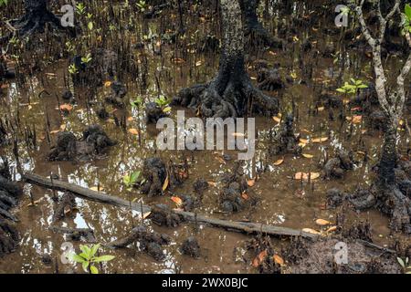 Pneumatophore oder Atemwurzeln von Mangrovenbäumen, Queensland, Australien Stockfoto