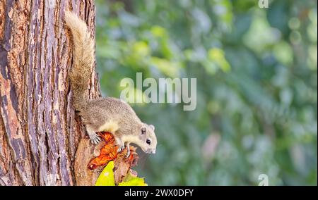 Ein cremefarbenes und graues Finlayson's variables Eichhörnchen (Callosciurus finlaysonii) auf der Suche nach Raubtieren auf Baumstamm mit Bokeh, Pattaya, Thailand Stockfoto