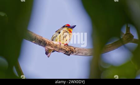 Ein Coppersmith Barbet (Psilopogon haemacephalus) Vogel sitzt in einem Baum auf einem Ast, der durch verschwommene Vegetation eingerahmt ist, Pattaya, Thailand Stockfoto