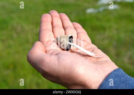 Psilocybinpilz in der Hand des Menschen. Psychedelische Zauberreise. Essbare Pilze Goldener Lehrer. Medizinische Verwendung. Mikrodosierungskonzept. Stockfoto