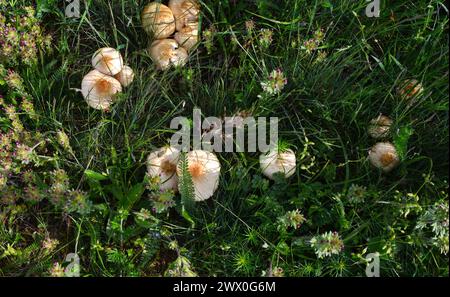 Essbare Wildfeenringpilze (Marasmius oreades), die halbkreisförmig im Grünland wachsen Stockfoto