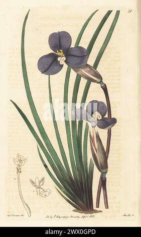 Blattlila, Bugulbi oder graublühende Patersonia, Patersonia glabrata. Geboren in Australien, gefunden vom schottischen Botaniker Robert Brown in der Nähe von Port Jackson. Handkolorierter Kupferstich von P.W. Smith nach einer botanischen Illustration von Sydenham Edwards aus seinem eigenen Botanical Register, J. Ridgeway, London, 1815. Stockfoto