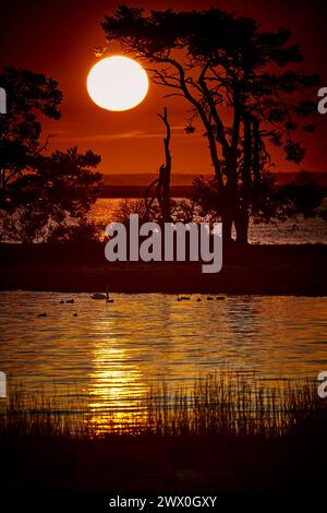 Bäume Auf Al Littel Island, Während Die Sonne Aufgeht Stockfoto