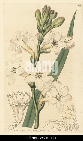 Tuberose, Agave amica. Gemeinsame Tuberose, Polianthes tuberosa. Aus Mexiko stammend, importiert von italienischen Lagern. Handkolorierter Kupferstich von P.W. Smith nach einer botanischen Illustration von Sydenham Edwards aus seinem eigenen Botanical Register, J. Ridgeway, London, 1815. Stockfoto