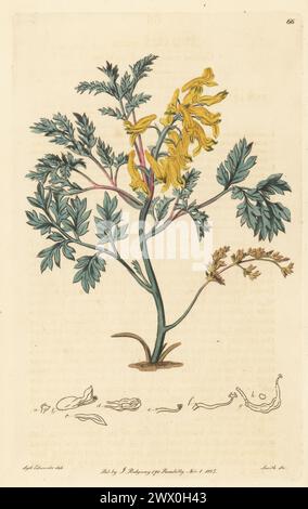 Rührei oder goldener Rauch, Corydalis aurea. Golden American Fumitory, Fumaria aurea. Gebürtig aus Nordamerika, gezogen in Joseph Knight's Kinderzimmer, Little Chelsea, King's Road. Handkolorierter Kupferstich von P.W. Smith nach einer botanischen Illustration von Sydenham Edwards aus seinem eigenen Botanical Register, J. Ridgeway, London, 1815. Stockfoto