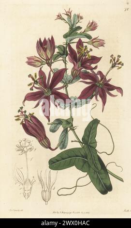 Blattblüte oder perfoliate Passionsblume, Passiflora perfoliata. Geboren in Jamaika, eingeführt von William Fordyce, gezeichnet in Lord Tankerville's Garten, Walton-upon-Thames. Handkolorierter Kupferstich von P.W. Smith nach einer botanischen Illustration von Sydenham Edwards aus seinem eigenen Botanical Register, J. Ridgeway, London, 1815. Stockfoto