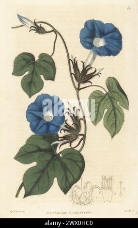 Efeublättrige Morgenglorphorie, Kaladana, blaues amerikanisches ipomoea oder Morgenglorphorie, Ipomoea hederacea. Gebürtig aus Virginia und Carolina, stammt aus einem Exemplar aus der Gärtnerei von Whitley, Brame und Milne an der King's Road, Parson's Green. Handkolorierter Kupferstich von P.W. Smith nach einer botanischen Illustration von Sydenham Edwards aus seinem eigenen Botanical Register, J. Ridgeway, London, 1816. Stockfoto