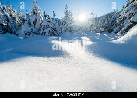 Majestätischer Kiefernwald im Sonnenlicht auf den Snowy Mountains. Stockfoto