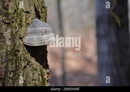 Hufpilz, Polyporales, Polyporaceae, Fomes fomentarius. Pilzpflanze, die auf einem Baum wächst Stockfoto