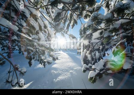 Majestätischer Kiefernwald im Sonnenlicht auf den Snowy Mountains. Stockfoto