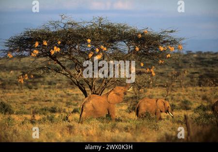 Afrikanische Elefanten essen Webernest von einem Akazienbaum. Samburu Nationalpark Kenia Stockfoto