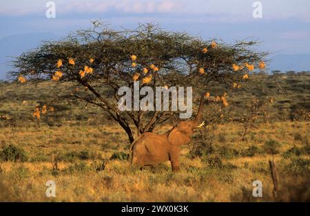 Afrikanische Elefanten essen Webernest von einem Akazienbaum. Samburu Nationalpark Kenia Stockfoto