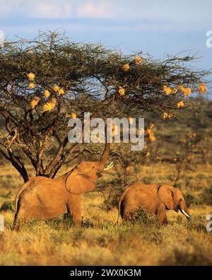 Afrikanische Elefanten essen Webernest von einem Akazienbaum. Samburu Nationalpark Kenia Stockfoto