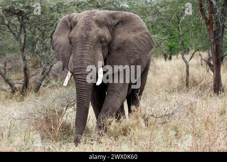 Afrikanische Elefanten männlich Stockfoto